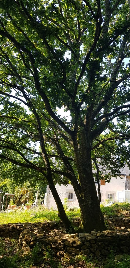 puissant chêne sur le terrain de Fabrice Corazza magnétiseur Locunolé