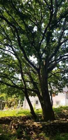 puissant chêne sur le terrain de Fabrice Corazza magnétiseur Locunolé